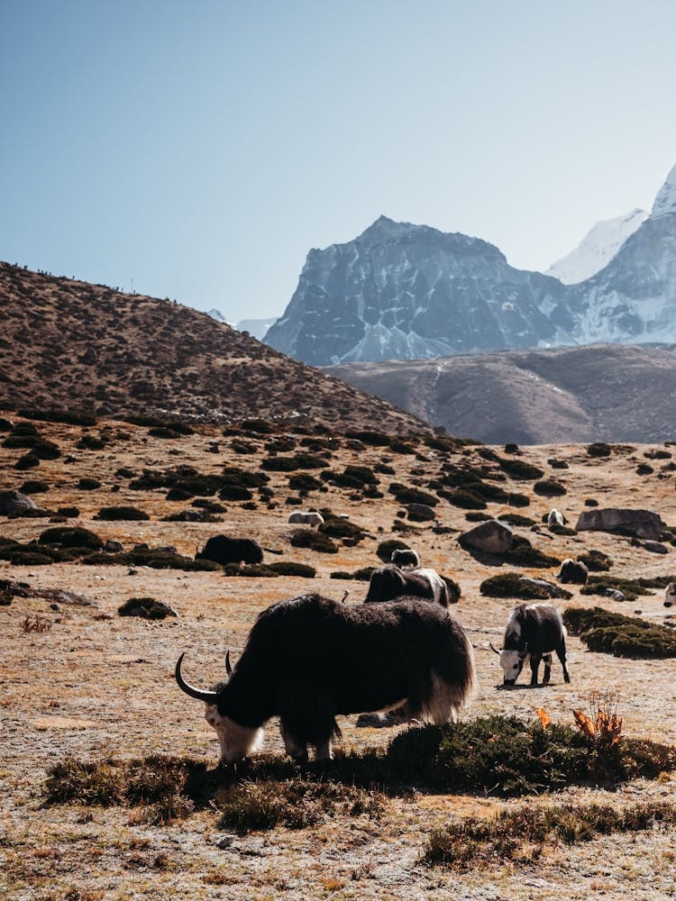Yaks grazing in the mountains of Nepal | Himalaya travel photography