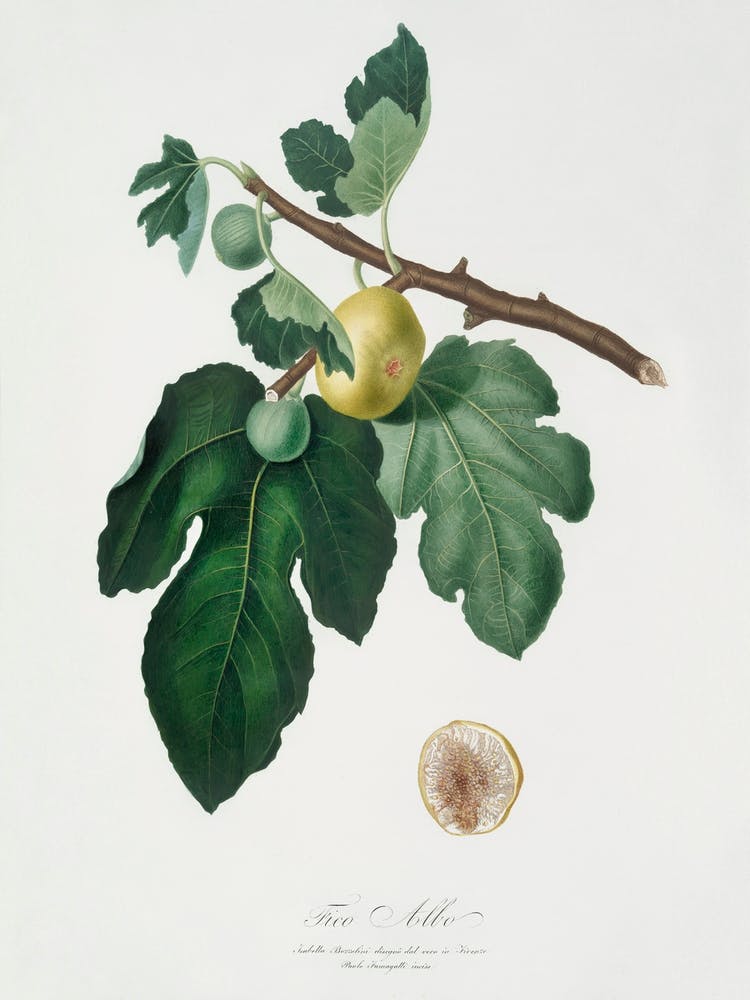 Fig (Ficus Carica) From Pomona Italiana (1817 - 1839), Giorgio Gallesio 1
