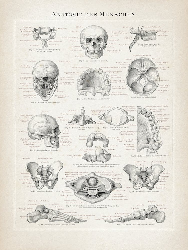 Vintage Brockhaus 3 Anatomie Mensch