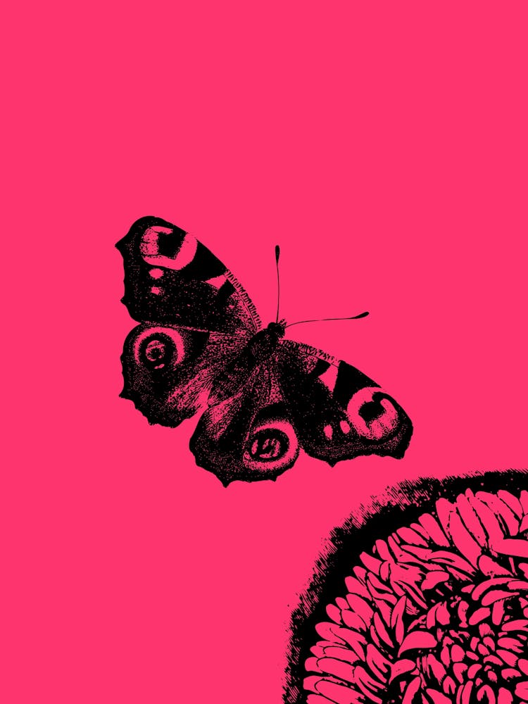 Butterfly On A Pink Flower