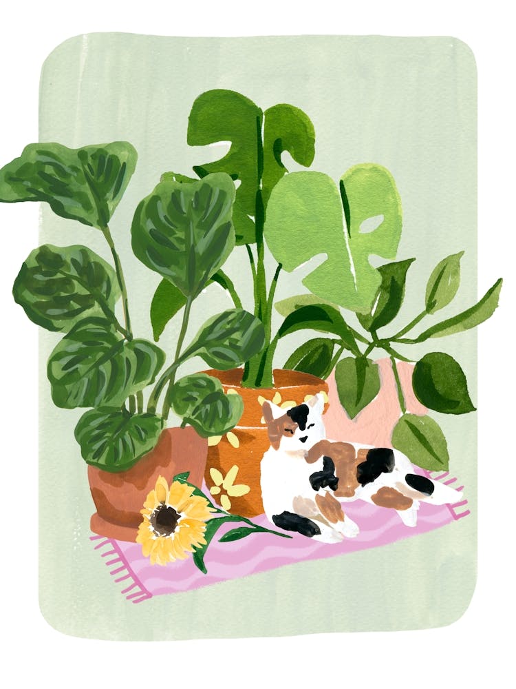 Cat and Plants Still Life