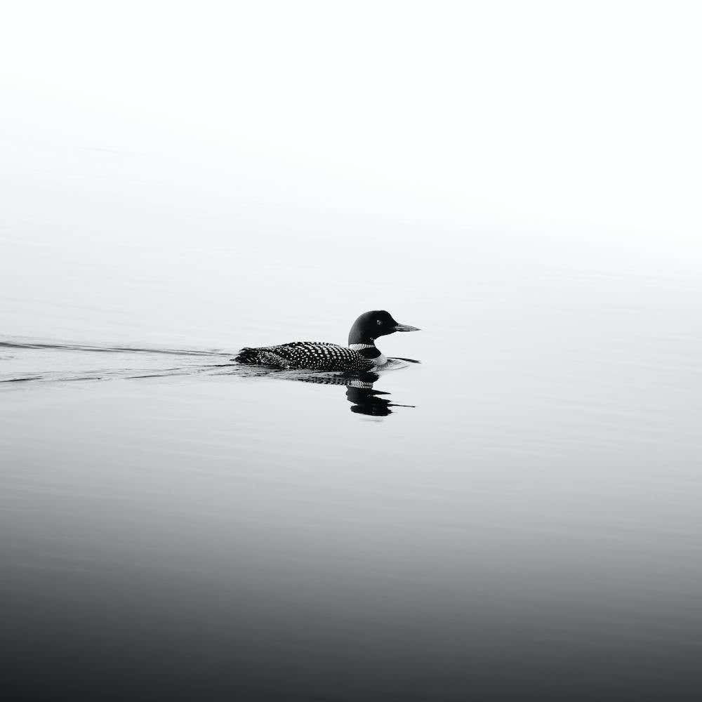 Black And White Loon On A Lake Square