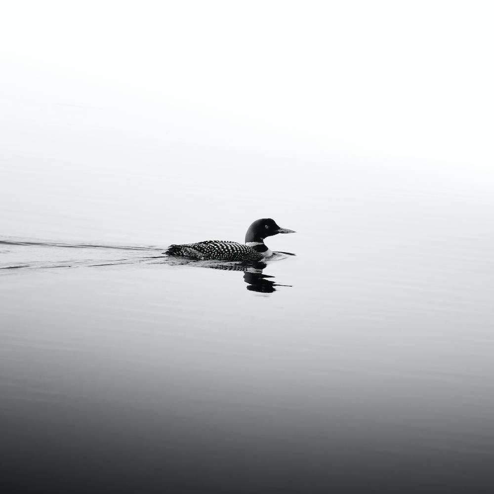 Black And White Loon On A Lake Square