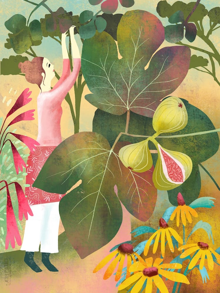 Harvesting Fig In Italy