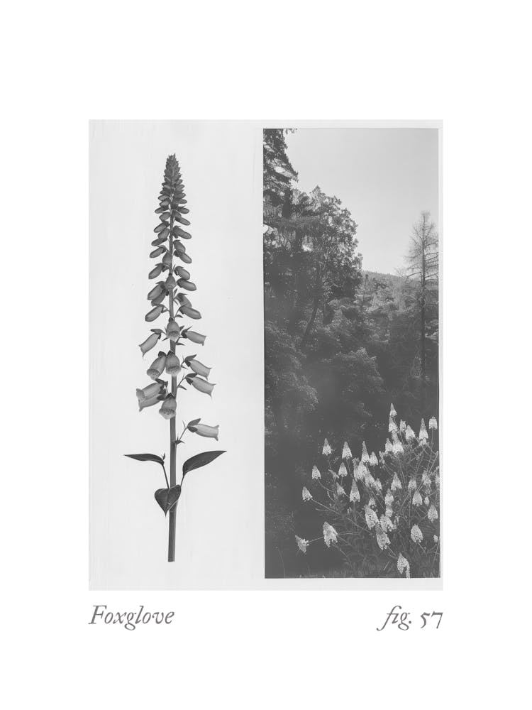 Foxglove Botanical Collage 3