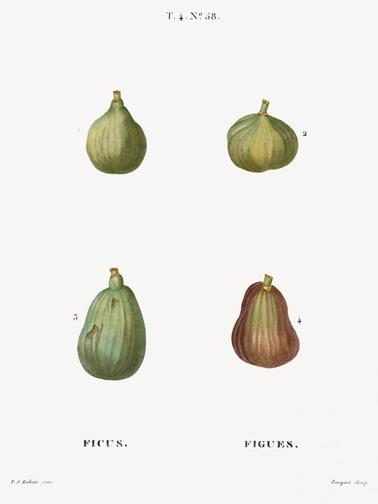 Figs, Pierre Joseph Redoute (2)
