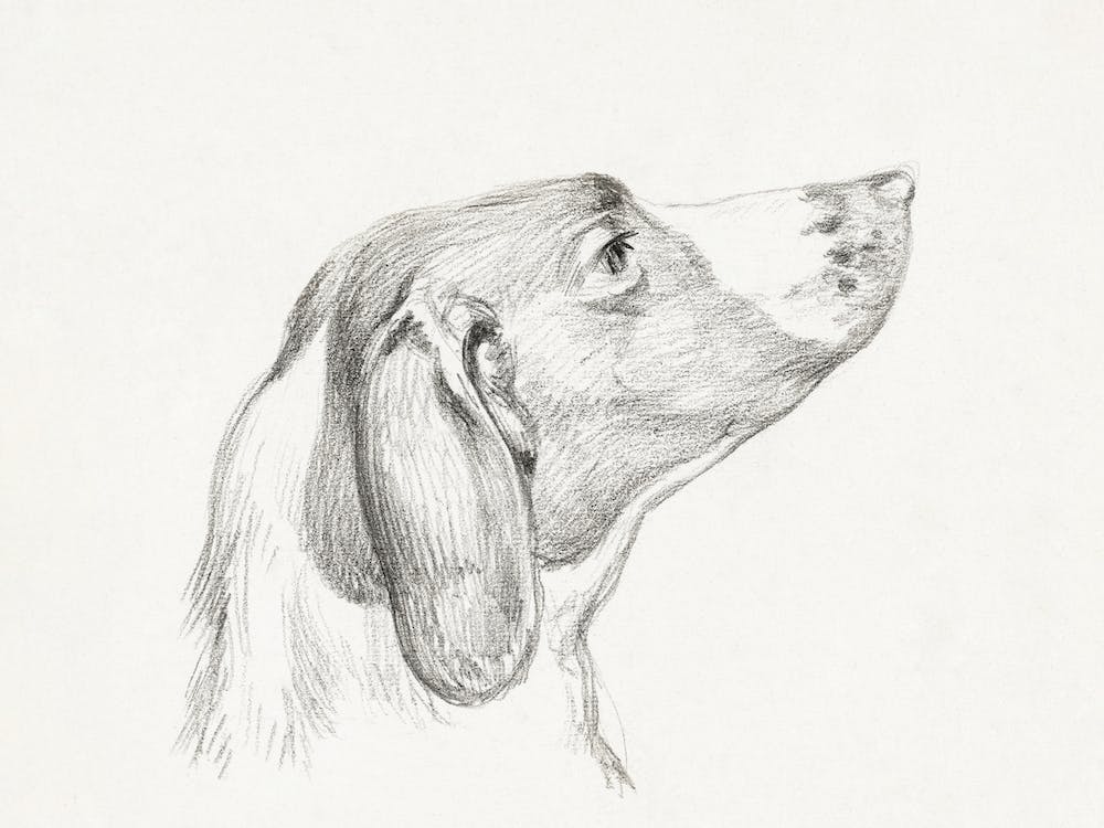 Head Of A Dog (1812), Jean Bernard