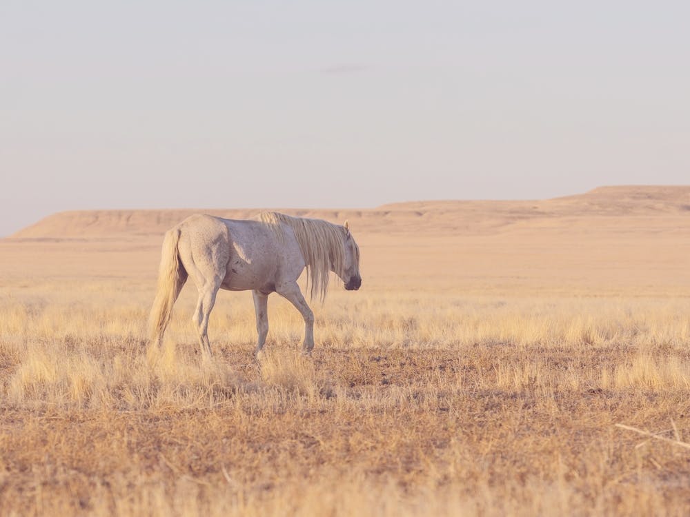 Southwest Horse