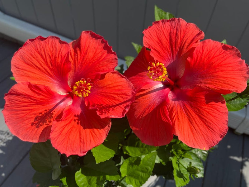 Hibiscus love
