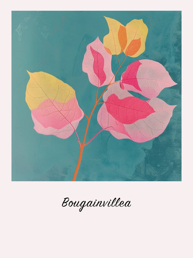 Bougainvillea 2 Square Flower Illustration Poster