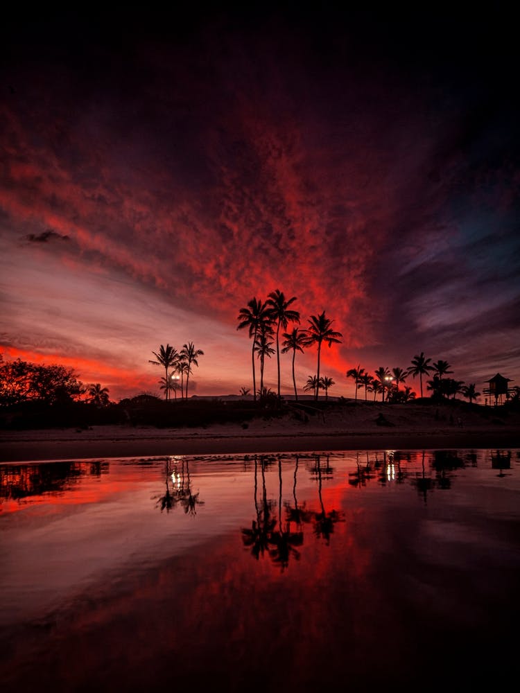 Sunset Palm Reflection