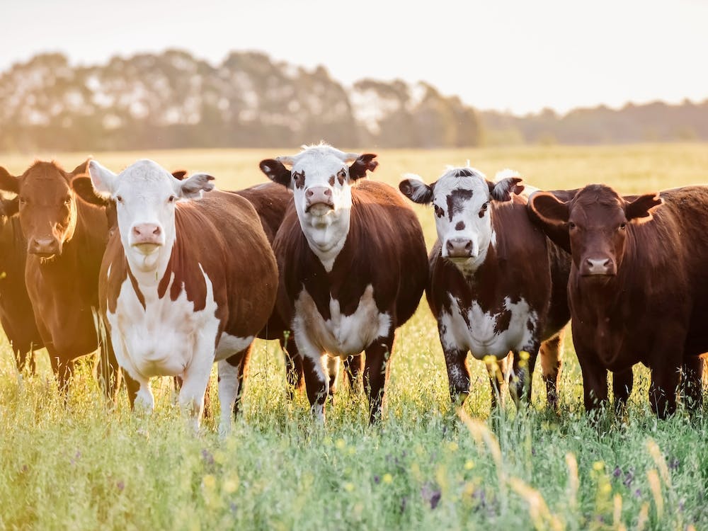Herd Of Brown And White Cows