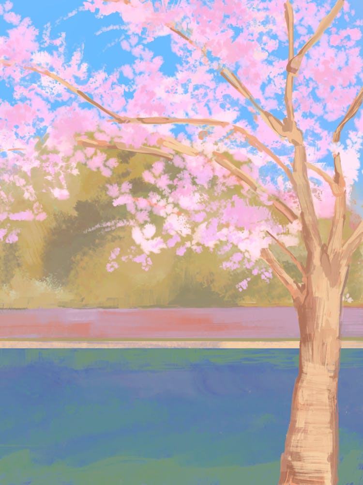 Cherry Blossom Tree
