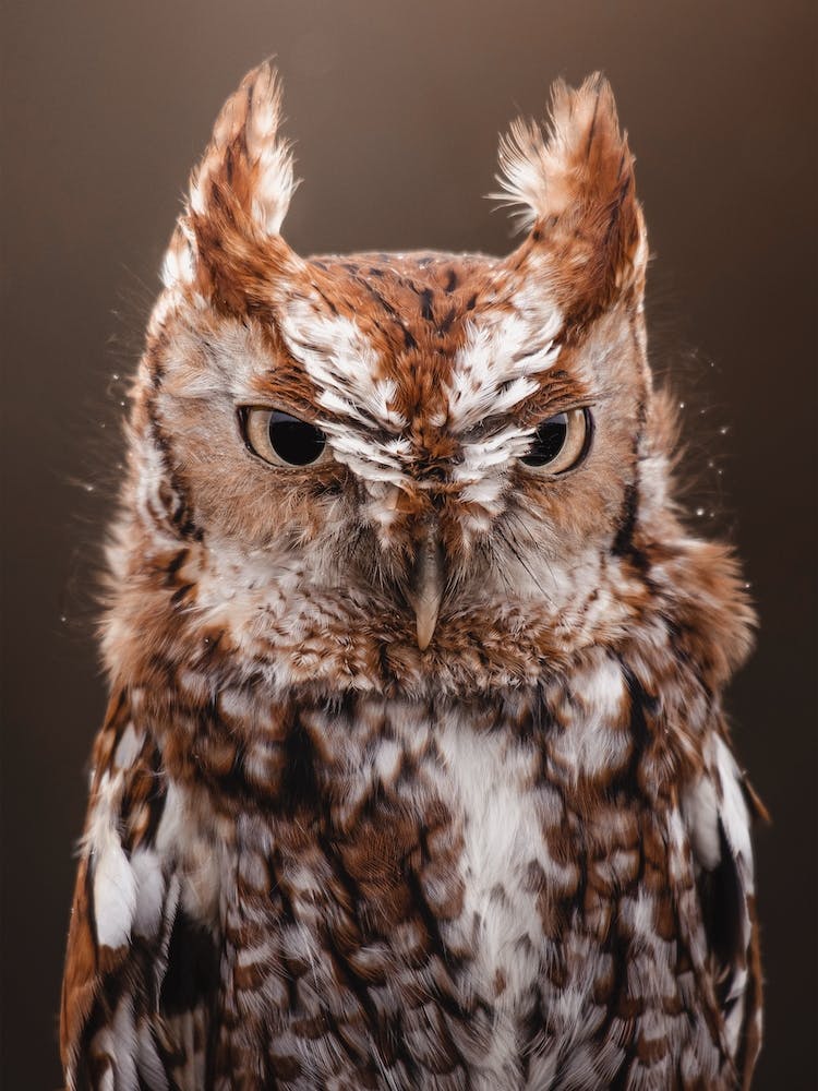 Warm Brown Screech Owl