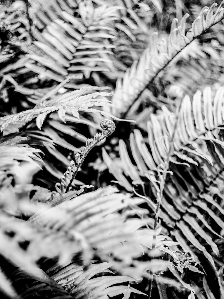Forest Fern