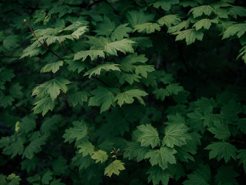 Some Greenery III
