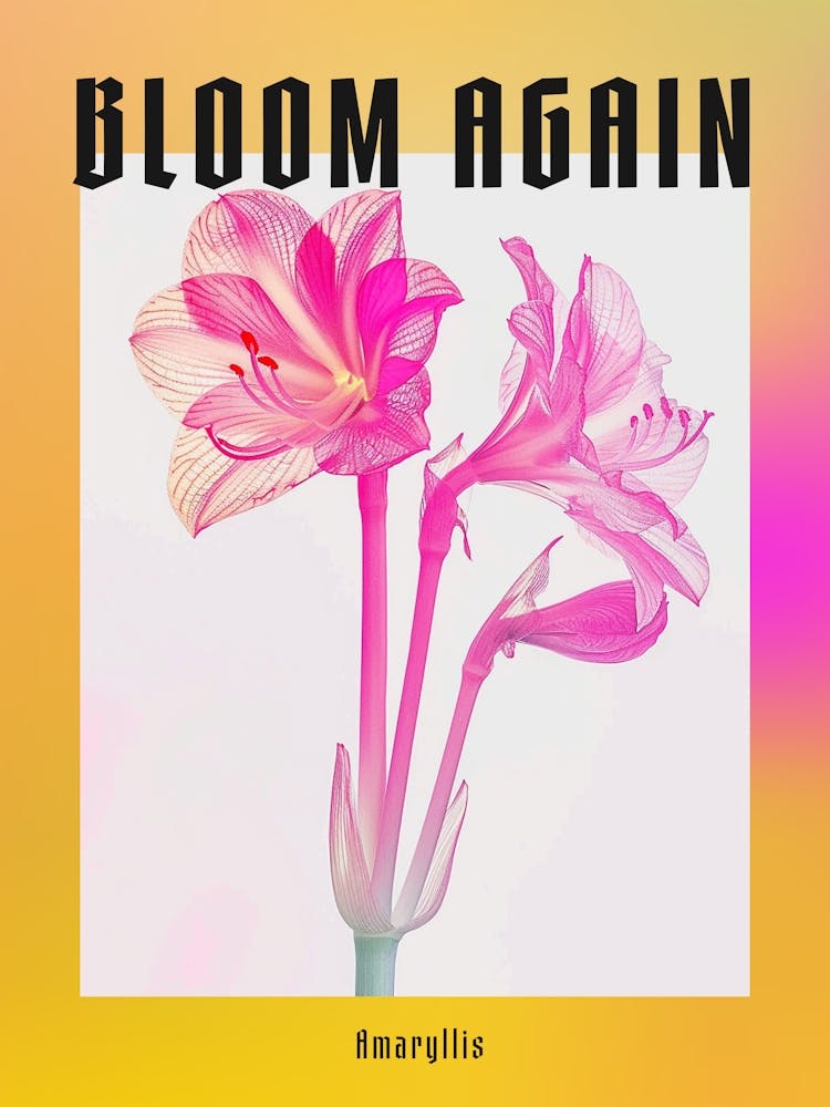 Hot Pink Amaryllis 2 Poster