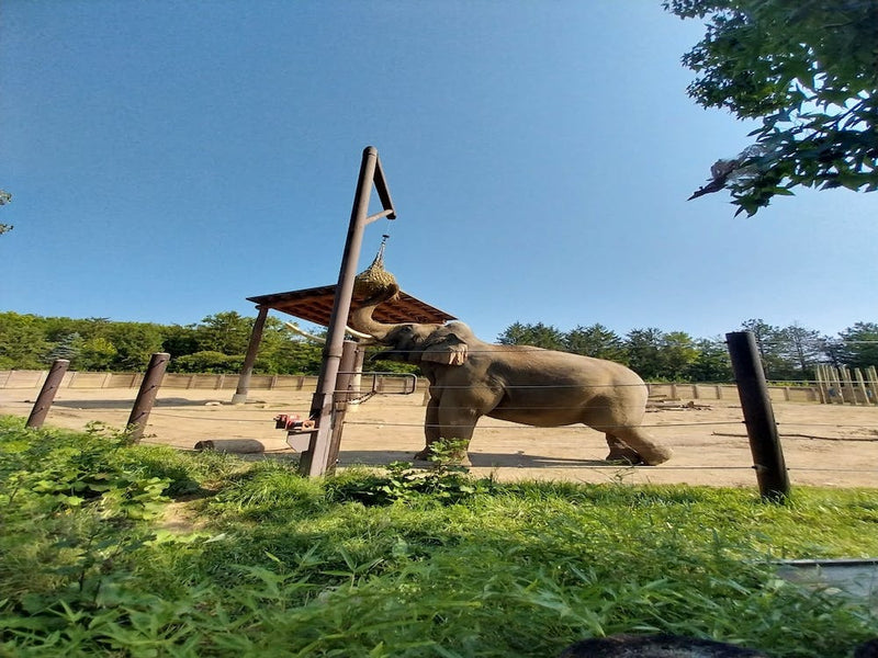 Elephants