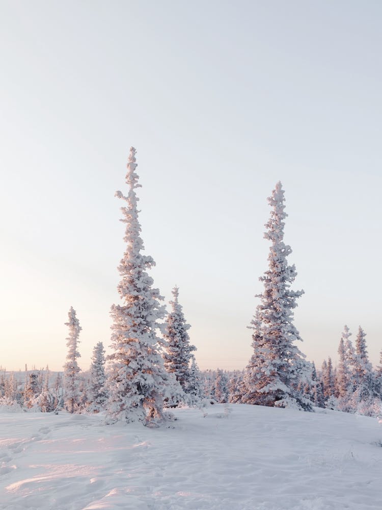 Arctic Forest
