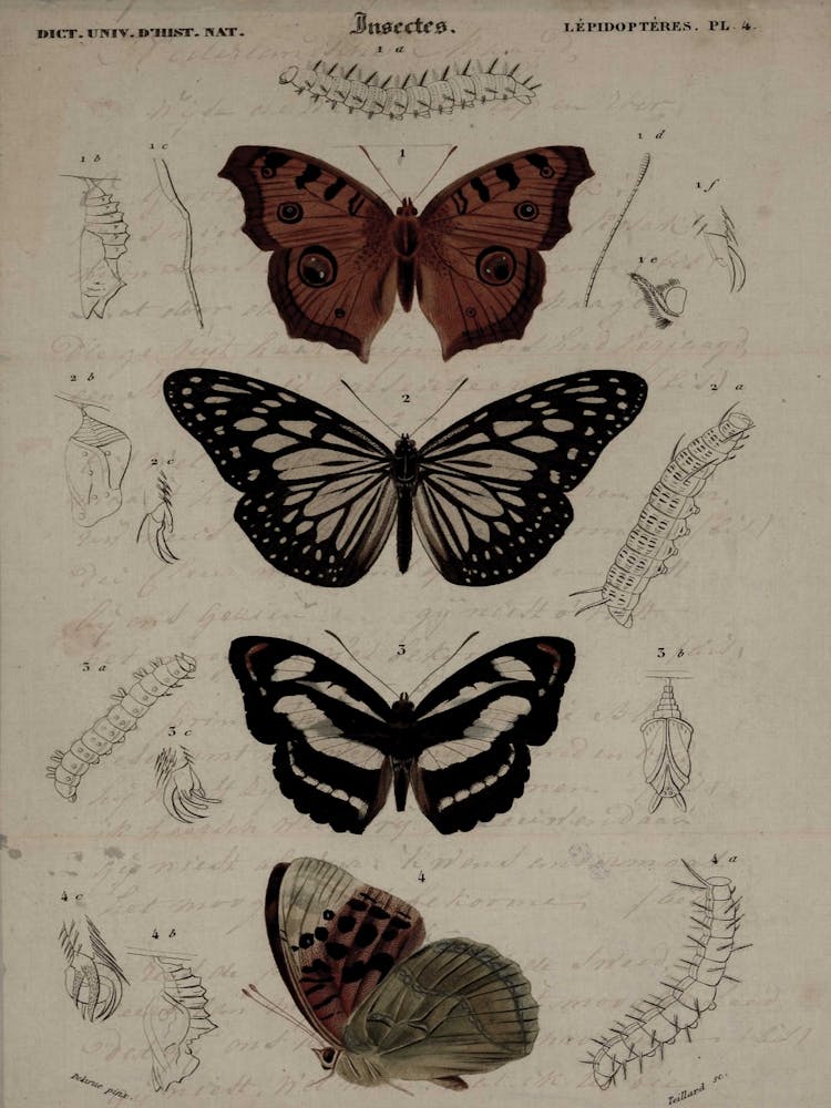 Collection de Papillons