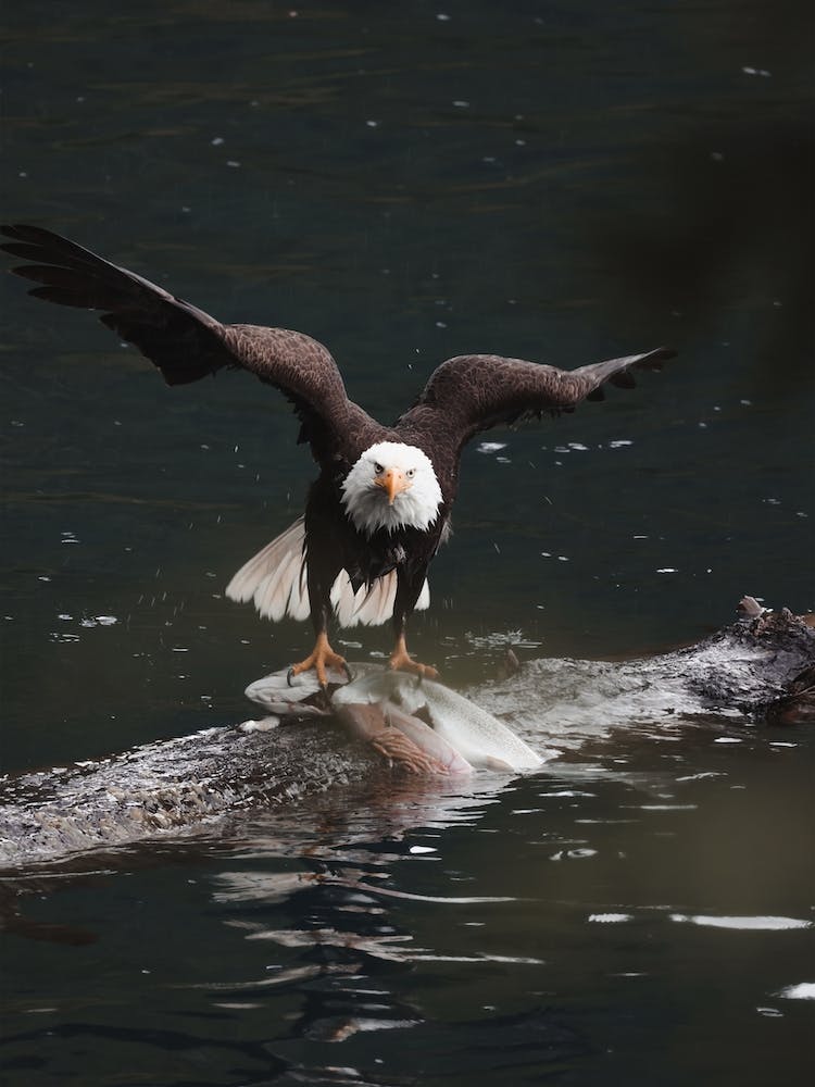 Bald Eagle Hunting