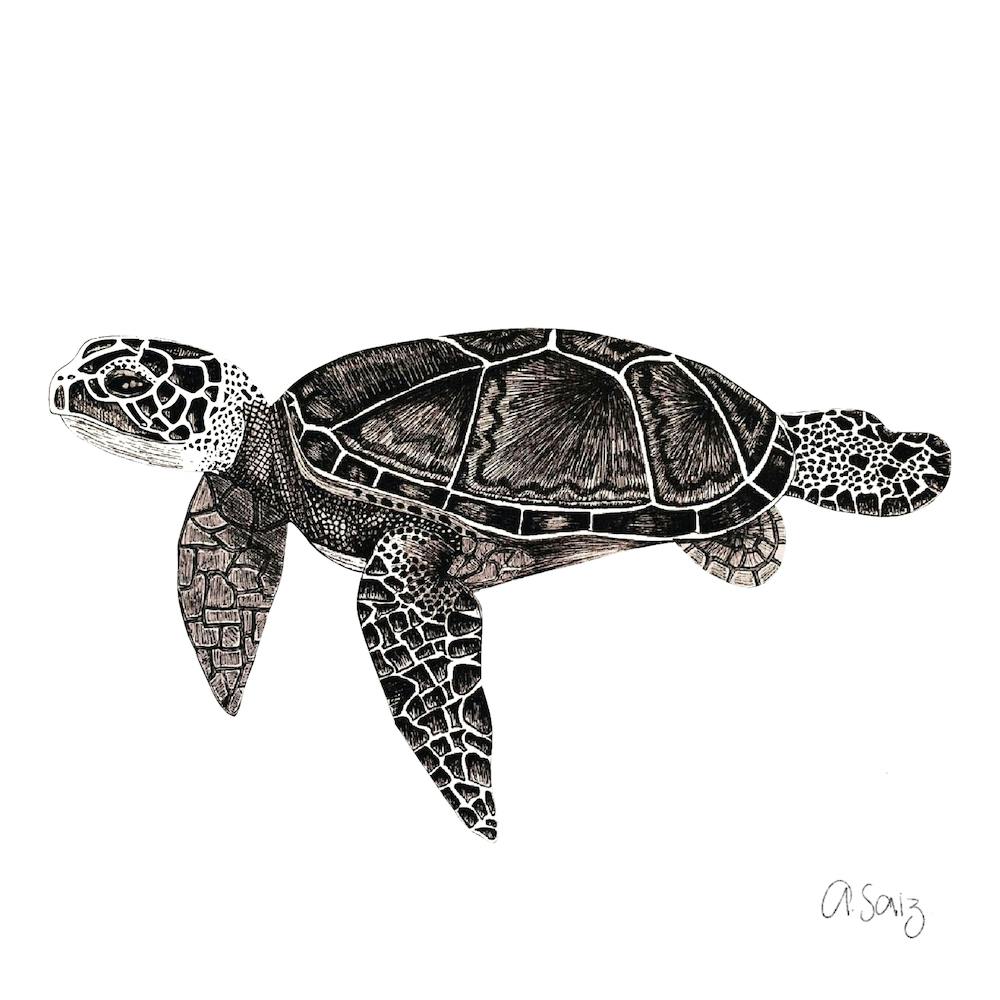 Black And White Turtle. 1