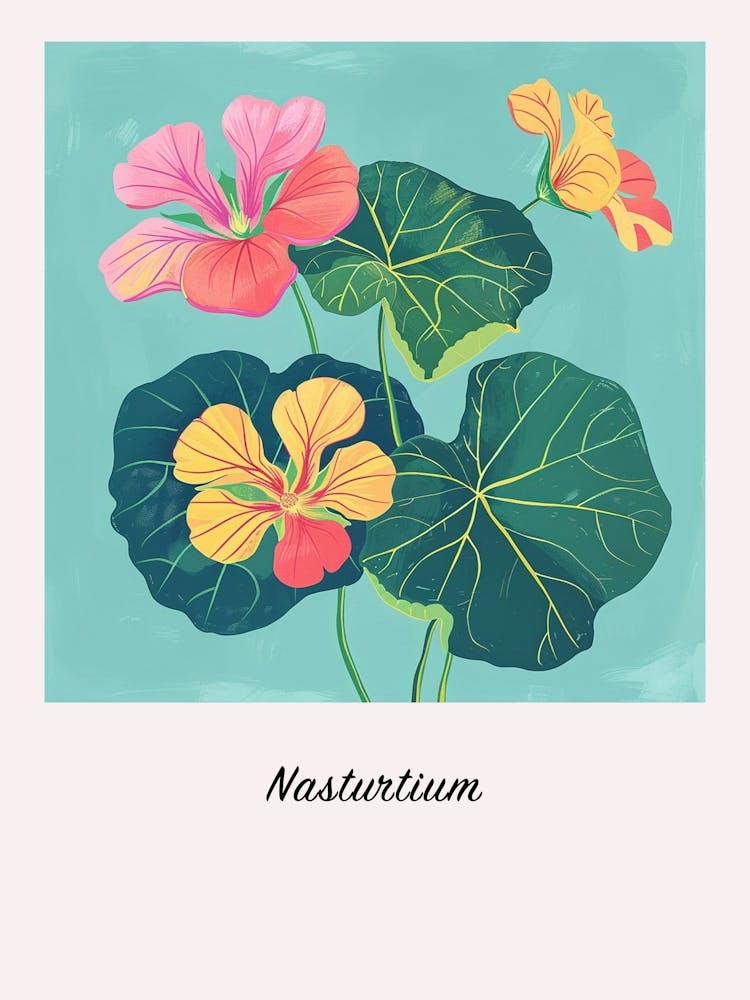 Nasturtium 1 Square Flower Illustration Poster