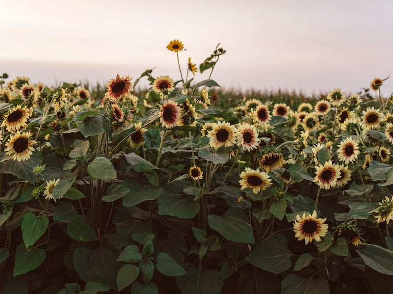 Sunflowers Of Provance