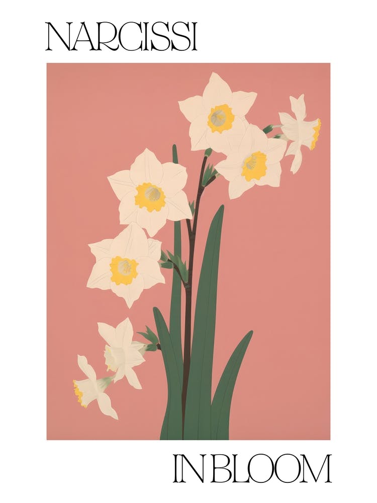 Narcissi In Bloom Flowers Bold Illustration 1