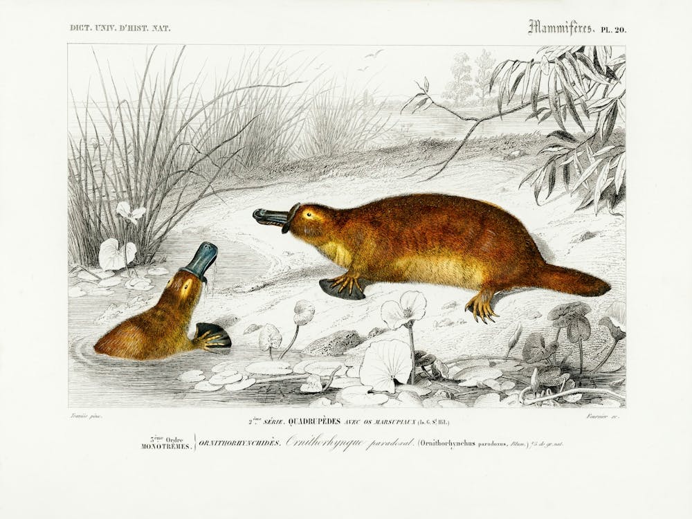 Platypus (Ornithorhynchus Paradoxus), Charles Dessalines D'Orbigny
