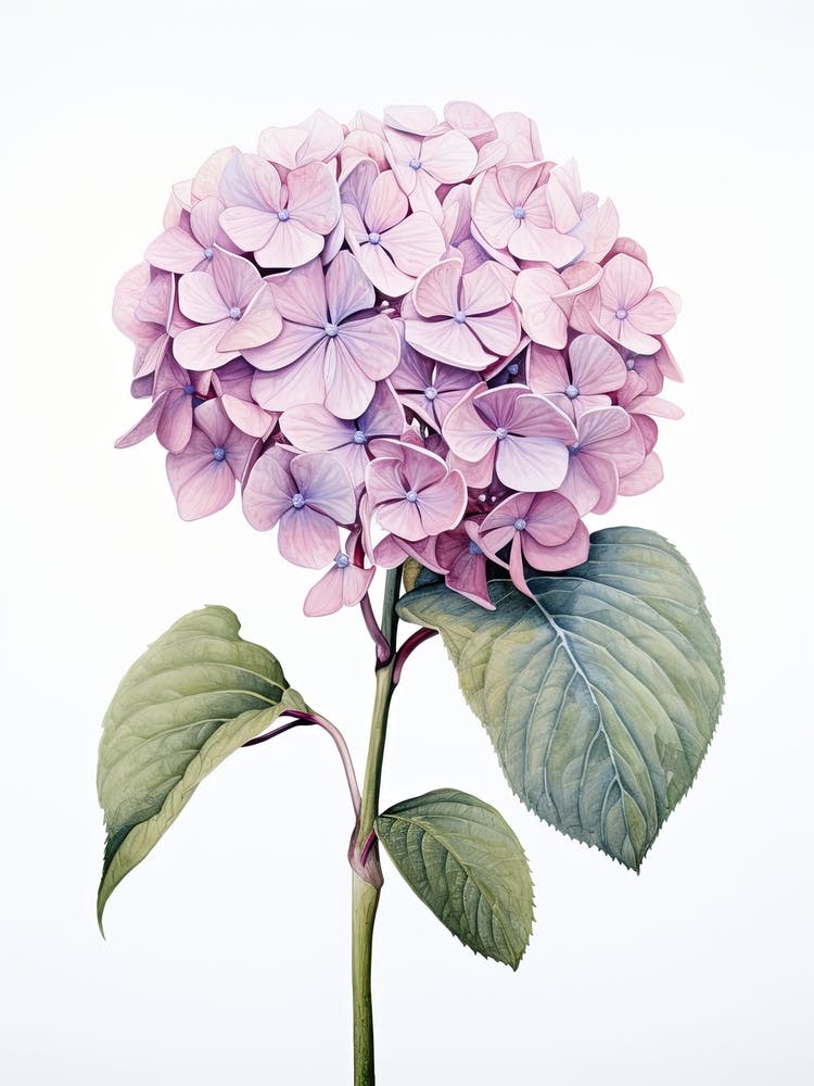Hydrangeas Flower Vintage Botanical 1