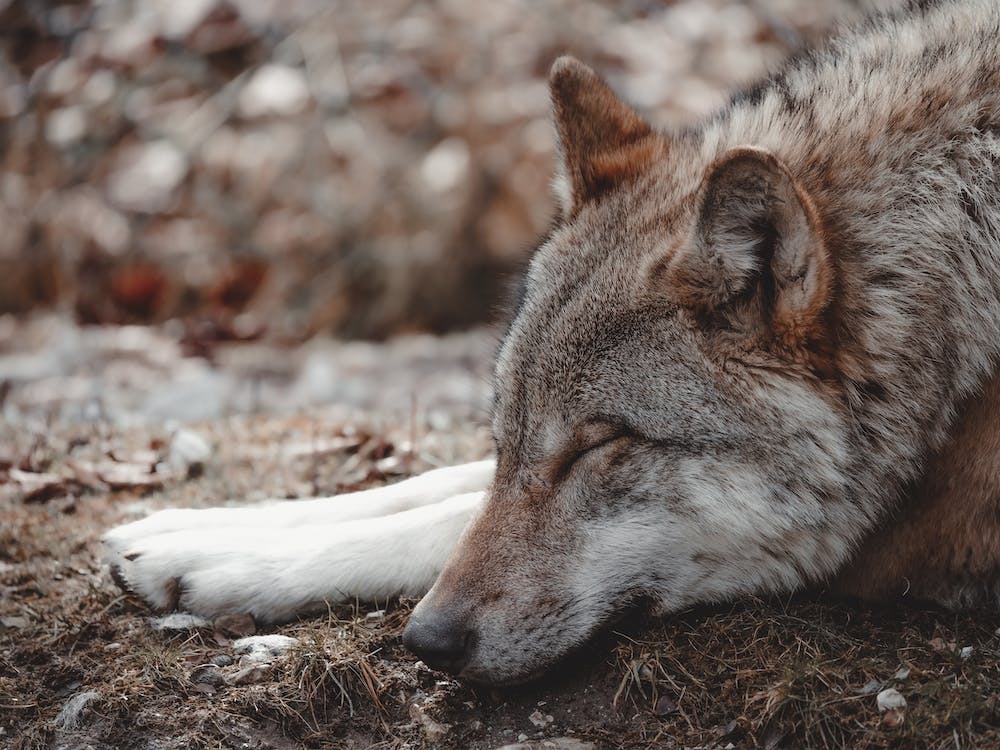 Sleeping Wolf