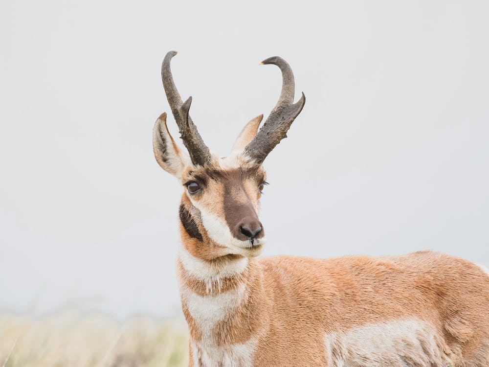 Arizona Antelope