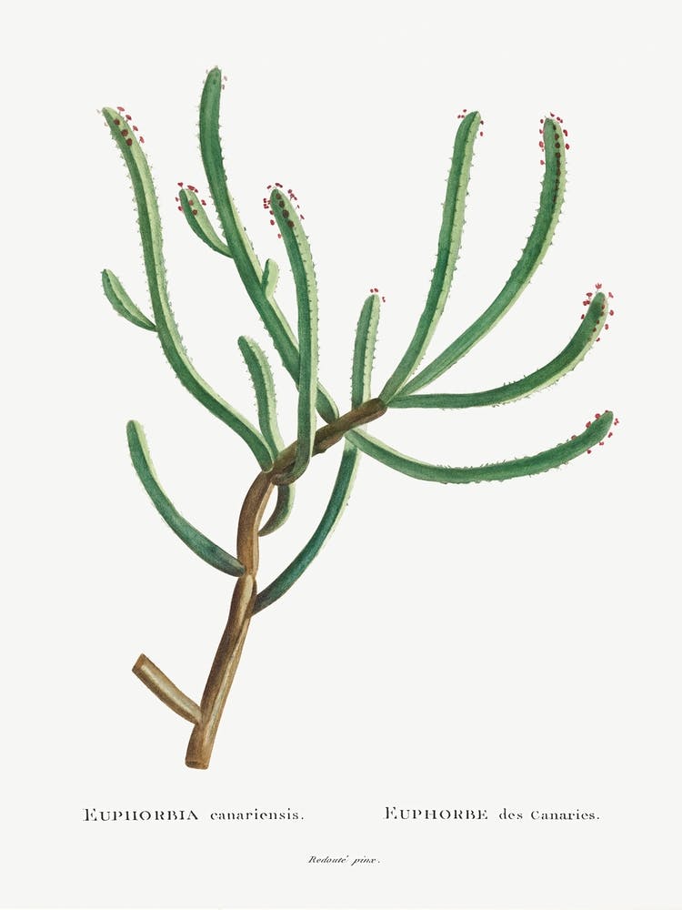 Euphorbia Canariensis, Pierre Joseph Redoute
