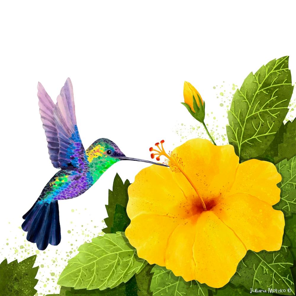 Hummingbird And Hibiscus Square