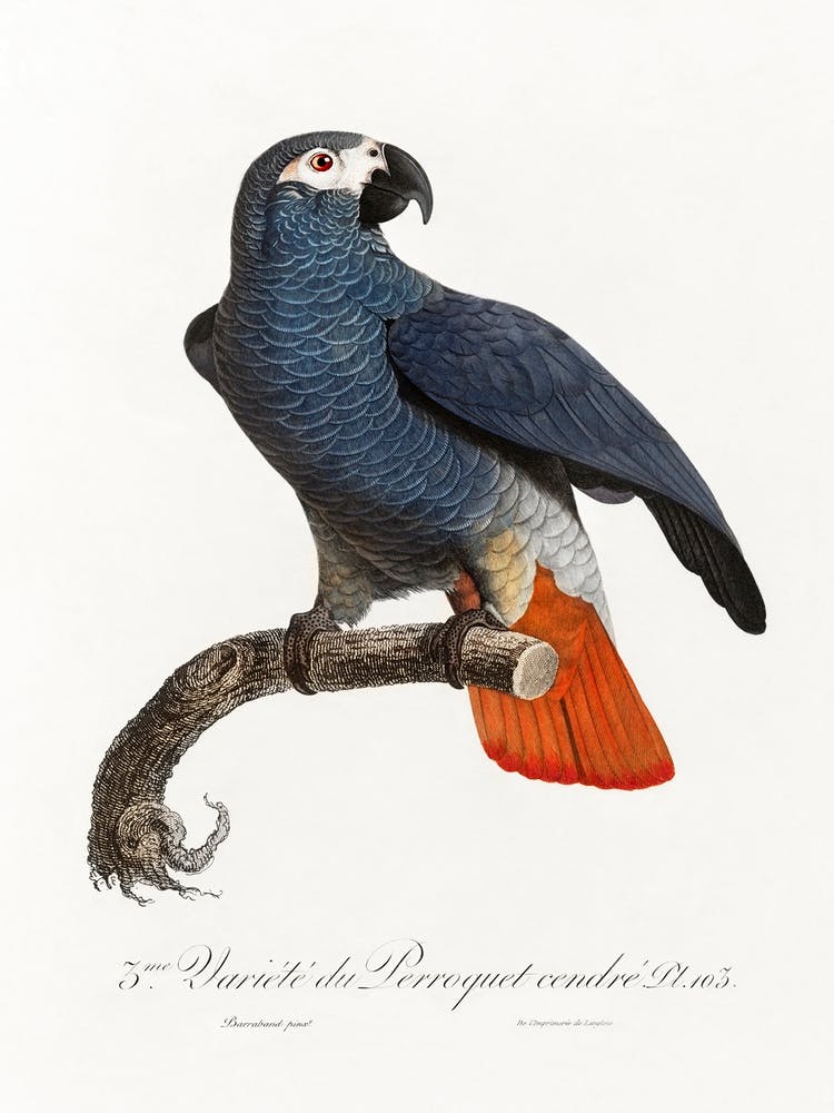The Grey Parrot, (Psittacus Erithacus) From Natural History Of Parrots, Francois Levaillant 1
