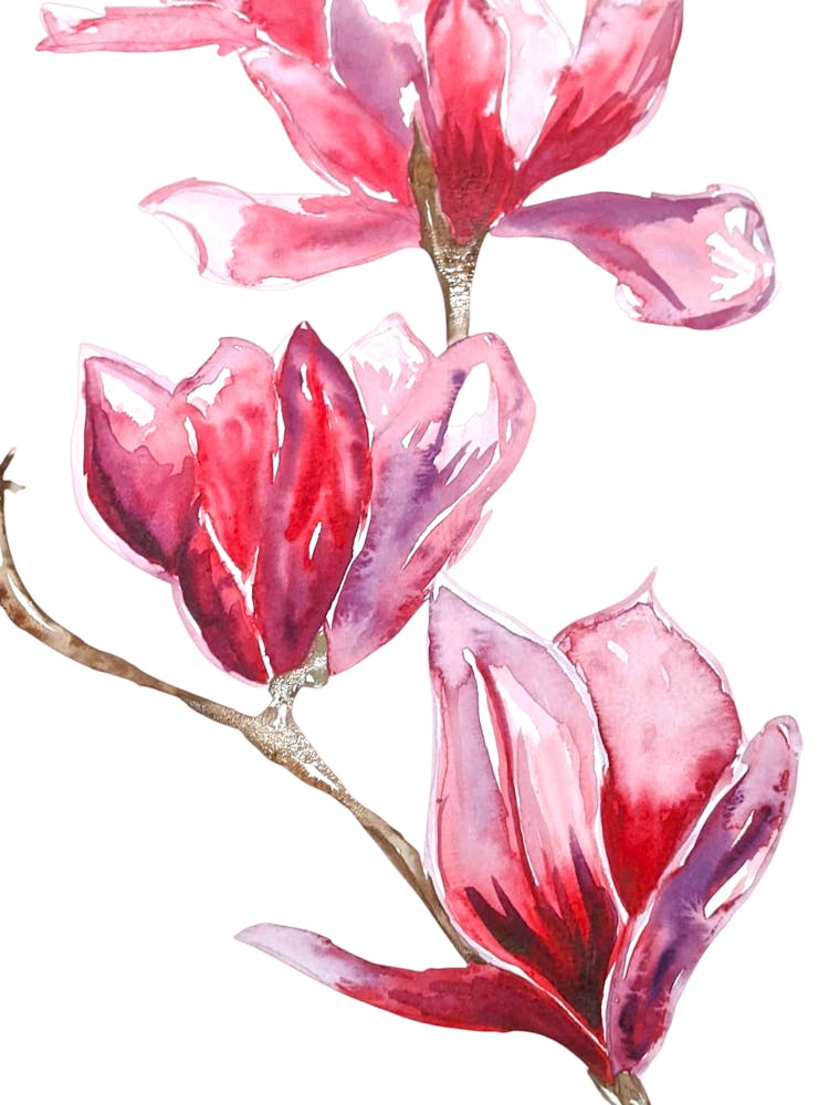 Blossom Flower Illustration Watercolour Pink Botanical