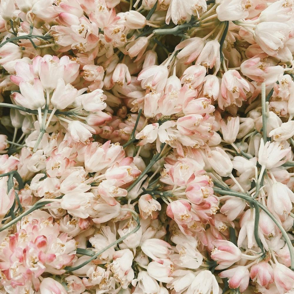 Pile Of Tulips Square