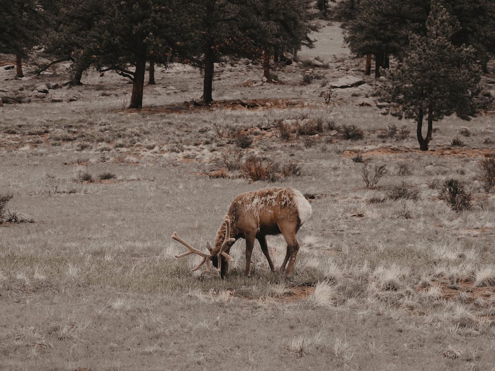 Shedding Elk