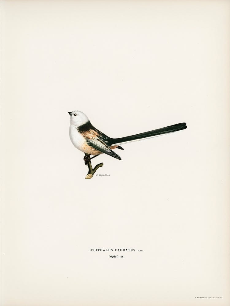 Aegithalus Caudatus, The Von Wright Brothers