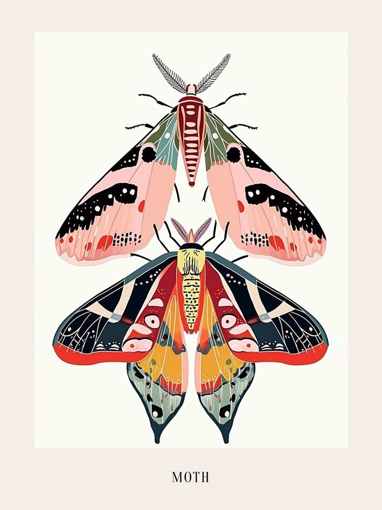 Colourful Insect Illustration Moth 21 Poster
