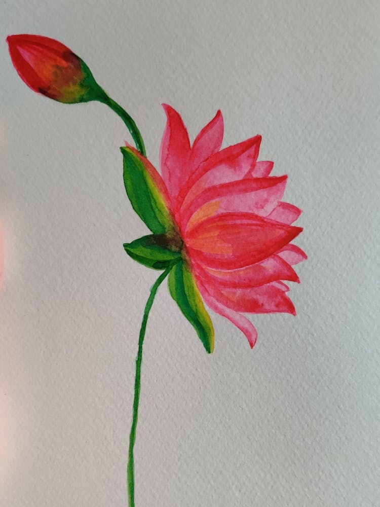 Lotusblume