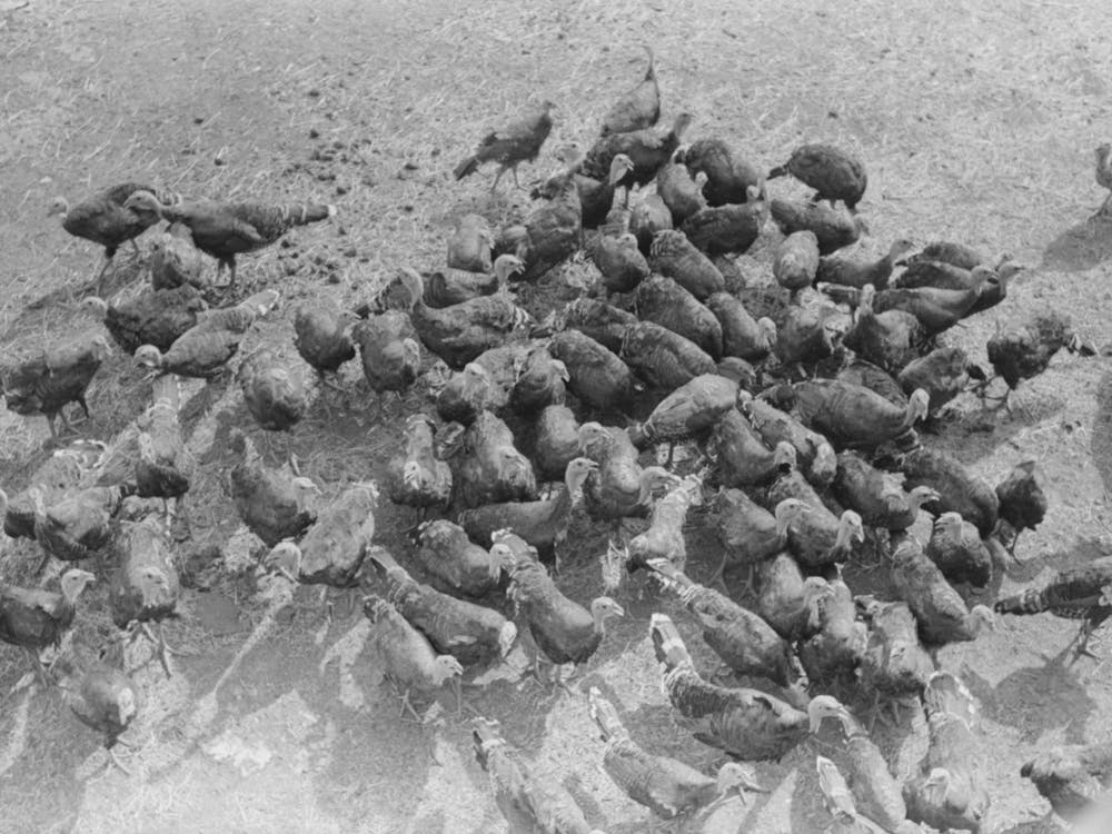 Untitled Photo, Possibly Related To Turkeys On Schoenfeldt Farm, Russian German Fsa (Farm Security