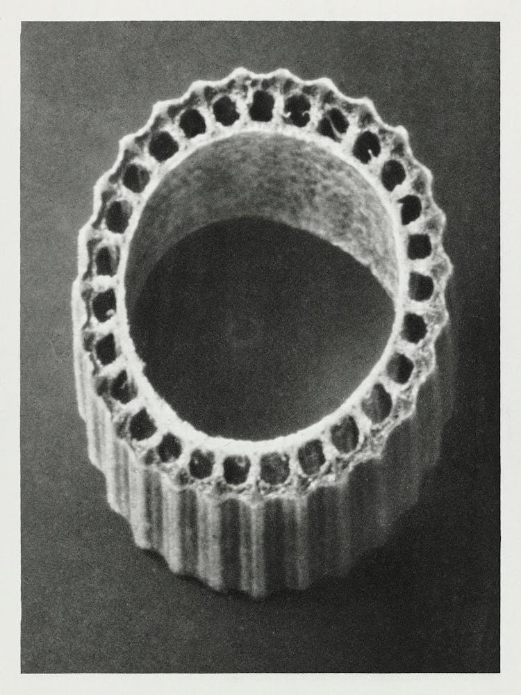 Prêle d'hiver (1928), Karl Blossfeldt
