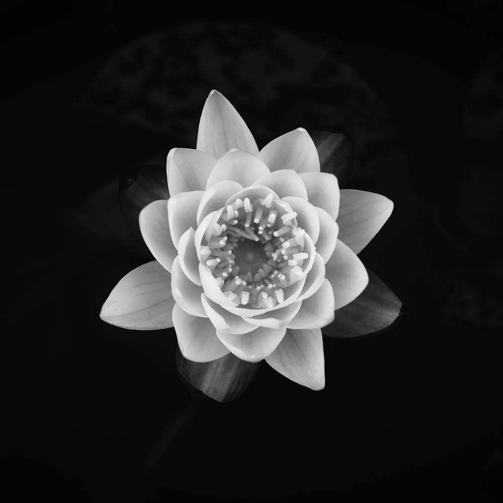 White Waterlily // Flower & Nature Photography