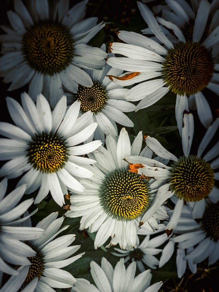 White Daisy