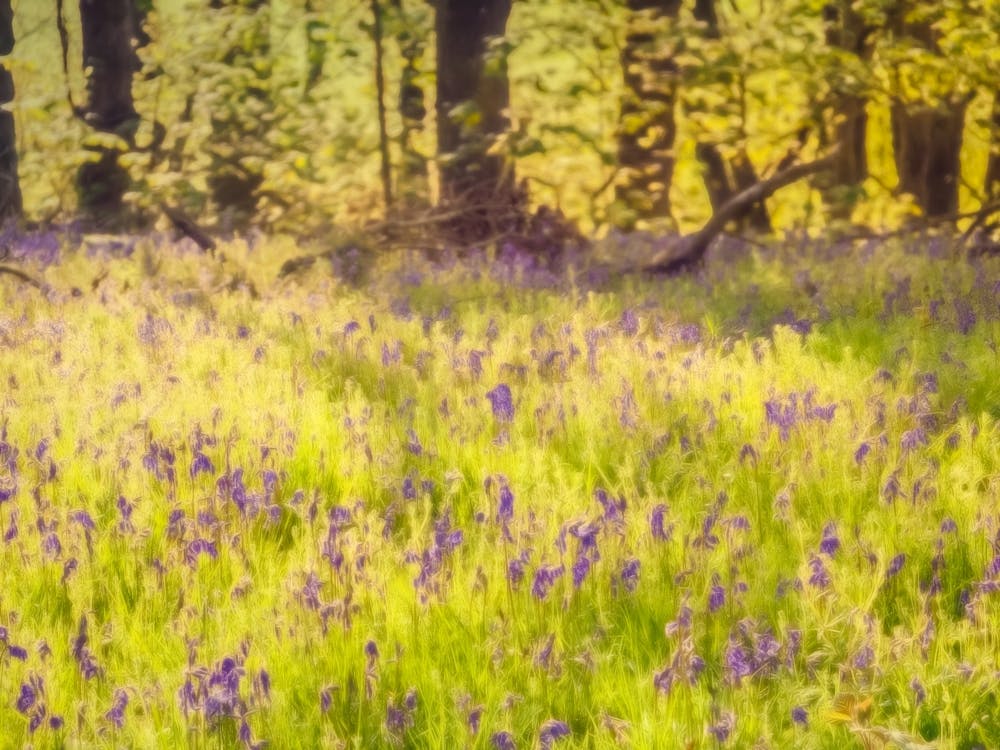 Bluebell Glade