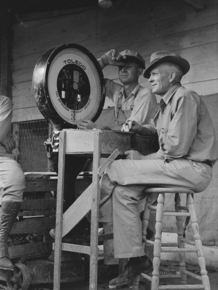 Weigher At Poultry Cooperative, Brownwood, Texas By Russell Lee