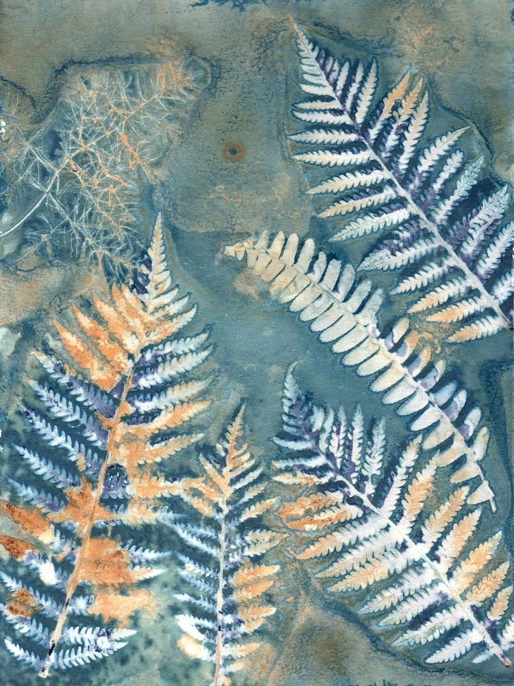 Botany Blue 2