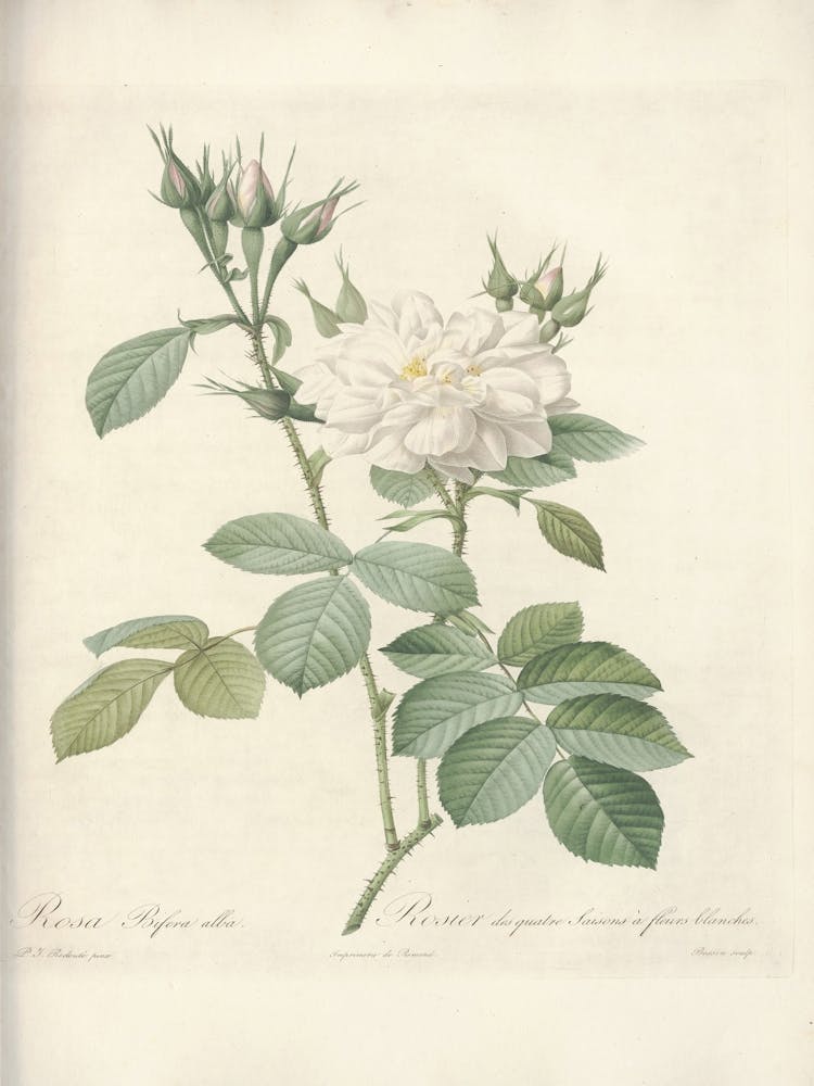 Rose Illustration, Pierre Joseph Redoute (46)